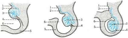 Dezvoltarea organelor genitale interne masculine și feminine, sistemul genito-urinar, anatomia umană