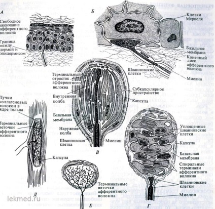 Funcția receptorilor sistemelor pielii - corp (histologie)