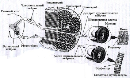 Receptori (senzitivi) terminațiile nervoase (receptorii)