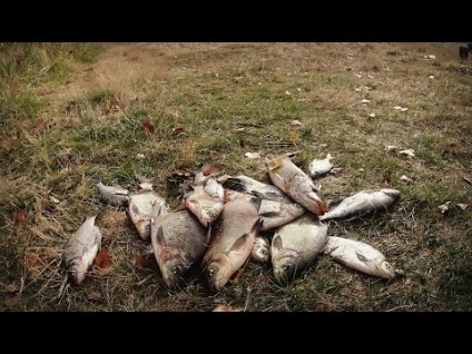 Horgászat a pripyat sazan a feeder on