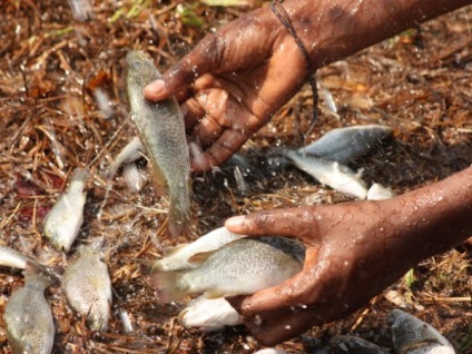 Pestele de pește este un fenomen misterios al naturii