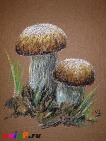 Desenarea ciuperci albe în pastel - desene de lecție cu creioane și pasteluri
