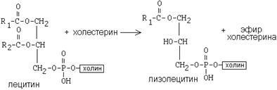 Rolul proteinelor membranare