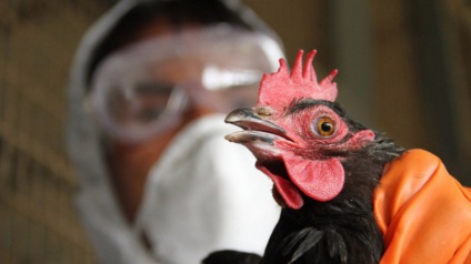 Rospotrebnadzor a confirmat izbucnirea gripei aviare în mosoblasti - rusia