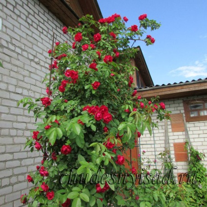 Grădini Vyatka ® - plante grădinărit