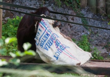 A női orángután egy ruhát készített a táskájából - vegán