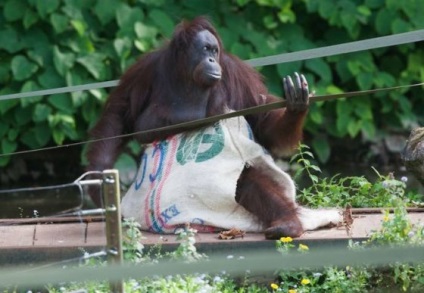 A női orángután egy ruhát készített a táskájából - vegán