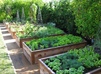 Secretele de cultivare a legumelor în paturi calde