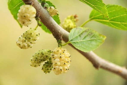 Mulberry proprietăți utile, contraindicații, beneficii și rău