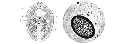 Schistosomatid dermatită (cercarioză)