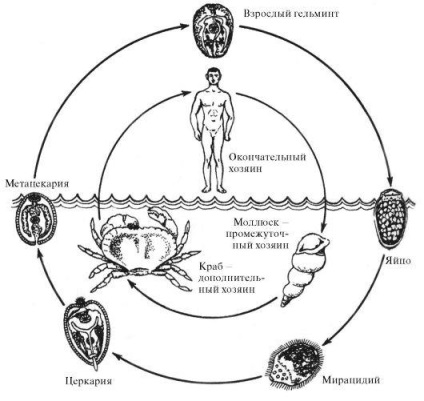 Schistosomatid dermatită (cercarioză)