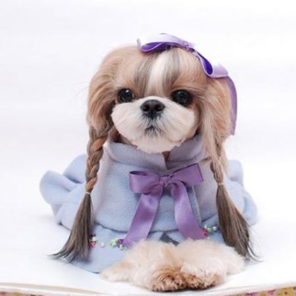 Shih Tzu - una dintre rasele de caini de moda