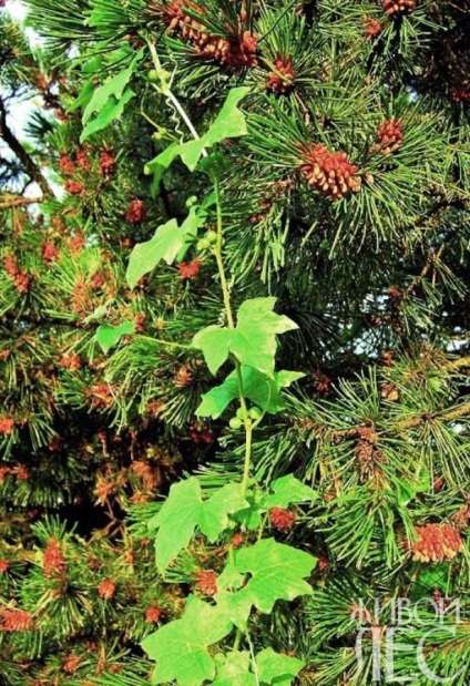 Simbioza în plante