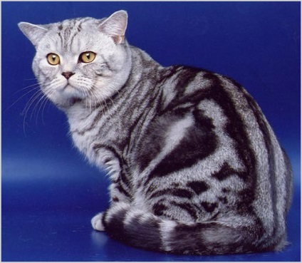 Scottish Straight (Scottish Straight Cat) fotografie, video, preț