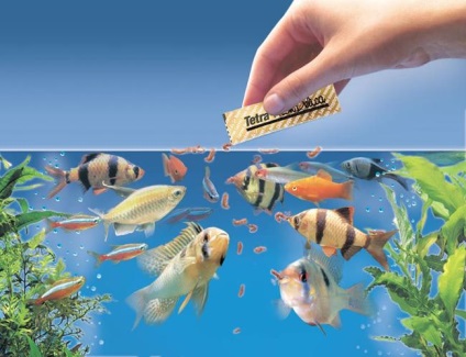 Dream acvariu cu pește