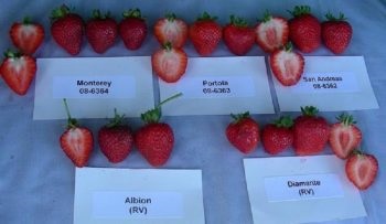 Soiuri de căpșuni pentru banda mijlocie prin ce criterii de alegere