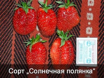 Soiuri de căpșuni pentru banda mijlocie prin ce criterii de alegere