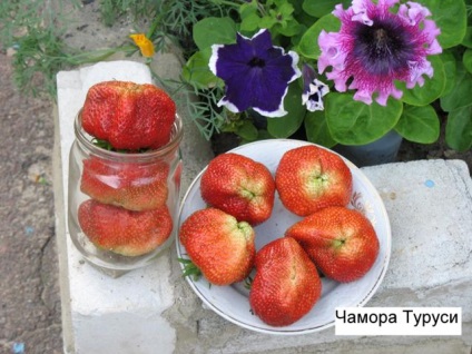 Soiuri de căpșuni cu fotografii și descrieri