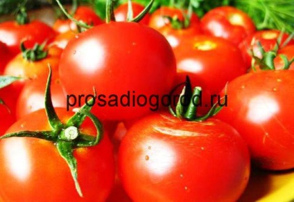 Soiuri de tomate pentru sera care cultivă cele mai bune roșii din semințe, video și fotografii