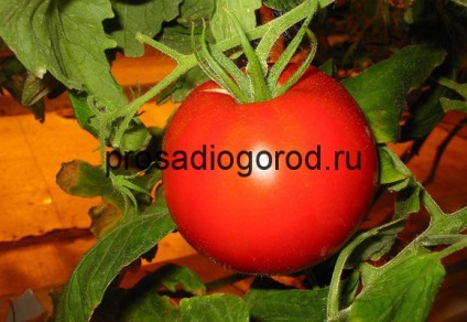 Soiuri de tomate pentru sera care cultivă cele mai bune roșii din semințe, video și fotografii