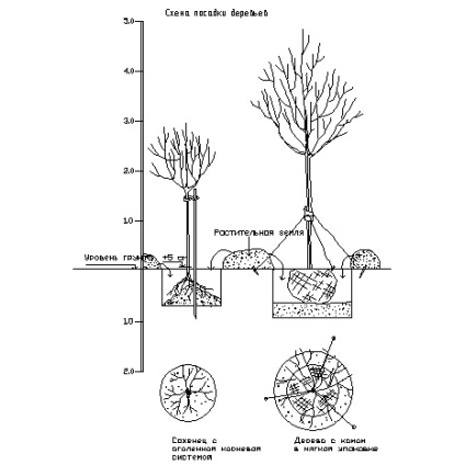 Sovereign - debarcare de dimensiuni mari