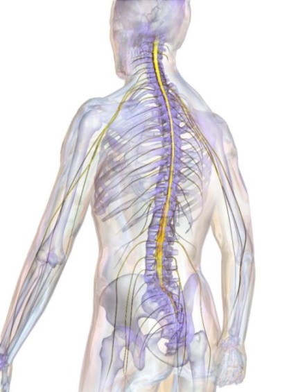 Măduva spinării - structura și funcțiile acesteia