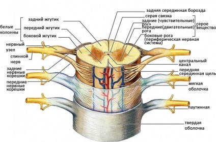 Спинний мозок - його будова і функції