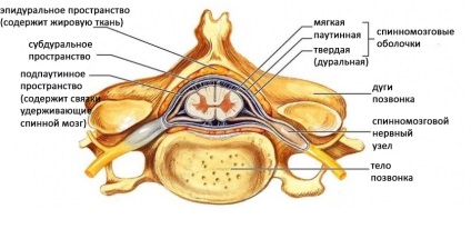 A gerincvelő - szerkezete és funkciói
