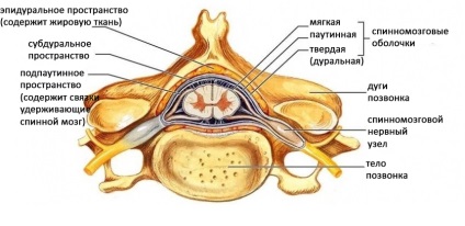 Гръбначния мозък - своята структура и функция