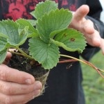 Metoda de cultivare a căpșunilor în Florida, frigo de căpșuni