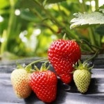 Metoda de cultivare a căpșunilor în Florida, frigo de căpșuni