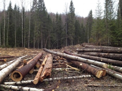 Au tăiat și au uitat în cartierul Muezersky, pădurea căzută de ani de zile putrezind pe parcele, spune Petrozavodsk,