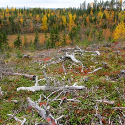 Au tăiat și au uitat în cartierul Muezersky, pădurea căzută în pădure de ani de zile putrezind pe terenuri, spune Petrozavodsk,