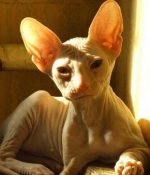 Sterilizarea pisicilor - Don Sphynx șobolan