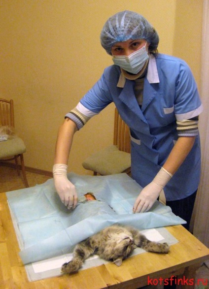 Sterilizarea unei pisici pe care trebuie să o cunoașteți, Sfinxul