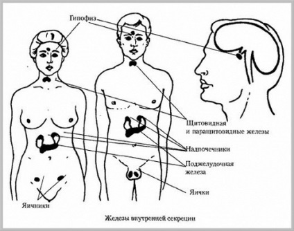 Structura și funcțiile sistemului endocrin