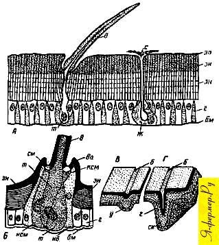 Structura cuticulei în albine