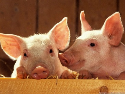 Porcii, datorită inteligenței lor înalte, sunt extrem de predispuși la stres, revista vgil