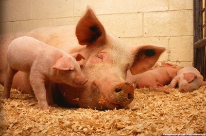 Porcii, datorită inteligenței lor înalte, sunt extrem de predispuși la stres, revista vgil