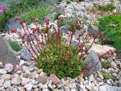 Schema diapozitivului Alpine pe fotografie cum să faci o plantă de plantare cu mâinile tale