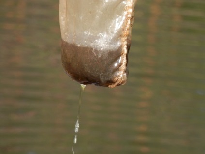 Tabele pentru nutriția de viermi de sânge, creveți de sămânță, daphnia