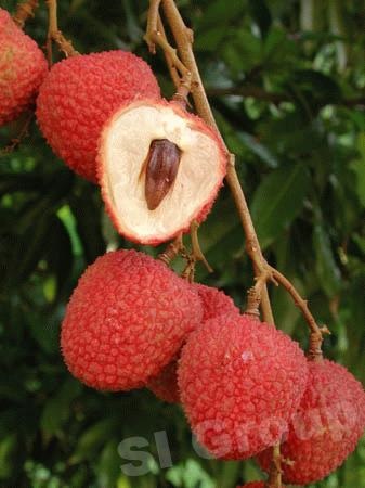 Tamarind (tamarind) - thaiföldi egzotikus gyümölcsök