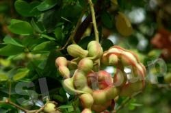 Tamarind (tamarind) - fructe exotice din Thailanda