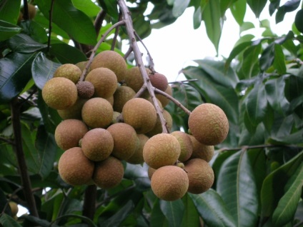 Tamarind (tamarind) - fructe exotice din Thailanda