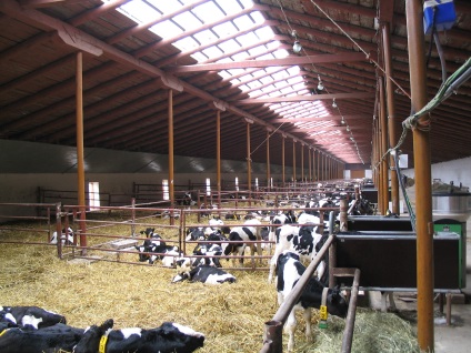 Vițel, elaborarea proiectului de construcție a fermei, plan de fermă pentru bovine