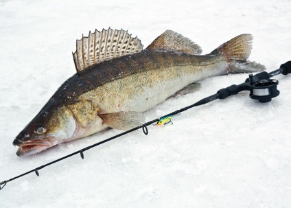 Tehnica de capturare a cocoșului de pescăruș pe balancer, dotarea tijei de pescuit și căutarea fâșiei în timpul iernii