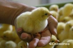 A csirkeállomány növelésére szolgáló technológiák - gazdálkodás - portál a vidéki gazdálkodók számára