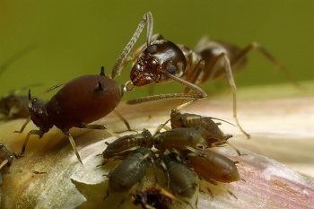 Afidele pe varză sunt cauzele apariției, metodelor de luptă, căilor populare