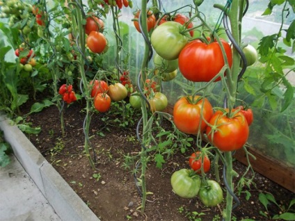 Caracteristicile inimii bovinelor de tomate și descrierea diverselor fotografii și recenzii - eetteltsa