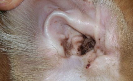 Urechi de urechi la un câine